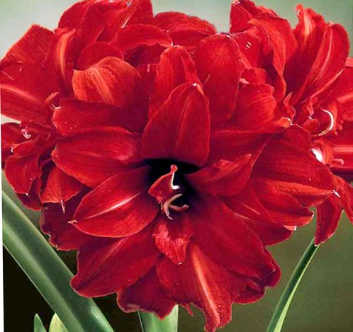 邦楽 amaryllis JokerAmaryllis_grande.jpg?v=